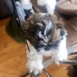 Purebred Shih Tzu Puppies in Leicester