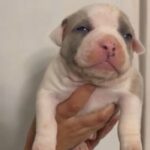 American Bully Pocket in Wolverhampton