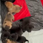 Chow Chow Cross in London