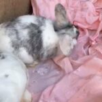 Gorgeous Mini Lion Lop Females Pair in London