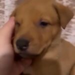 Mastiff Puppies in London