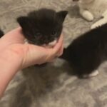 Kitten in London