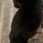 Pedigree GSD Puppies in London