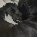 Presa Canario Puppies For Sale London Dogs in London