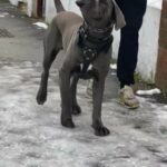 Blue Cane Corso Major Available For Stud in London