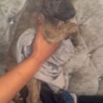 Elite GSD X Mastiff Puppies in London