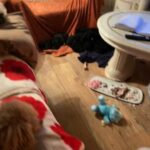 Shihpoo For Sale in Hull
