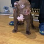 Pocket Bully Boy in Coventry