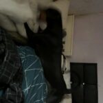 Dobermann in Fife