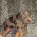 Chocolate Tri Merle Male?? in Hampshire