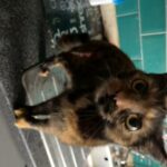 Female Cats in Fife
