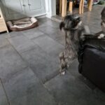 shih tzu x Westie pups in Manchester