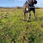 Huge 70kg Male Corso For Stud in London