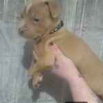 American bully puppies abkc registered in Liverpool