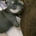 Frenchbulldog Puppies in Chesterfield