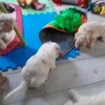 F1 Cockapoo's. parents fully health tested. American Cocker x Poodle in Lincoln