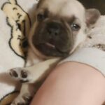 French bulldog girl in Birmingham
