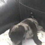 Pug puppy in North East Lincolnshire