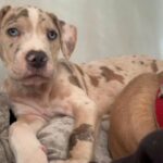 Mastiff Mix in Hertfordshire
