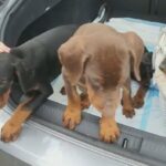 Doberman Pup's Ready Now in Birmingham