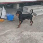 Dobermann pups in Birmingham
