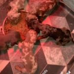 Miniature Dachshund Puppy’s in Walsall