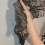 cane corso puppies in Telford and Wrekin