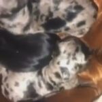 Miniature Dachshund in Edinburgh