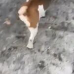 Beagle 6month Old Femal in Manchester