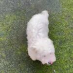 Maltese in Birmingham