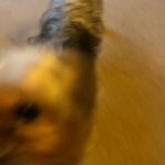 Teddy The Terrier in London