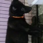 German shepherd pups in London