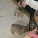 L1 Fluffy Carrier Male French Bulldog in Blackpool