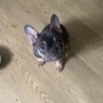 French Bulldog Girl in Manchester