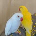 Hand Tamed Beautiful Ringneck For Sale in London
