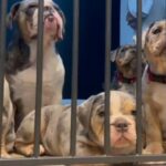 Olde English Bulldog Puppies, 9 Week in Barnsley