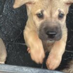 Caucasian Shepherd X Central Asian Shepherd Pups in Manchester