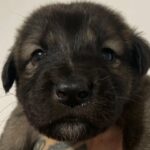 Caucasian Shepherd X Central Asian Shepherd Pups in Manchester