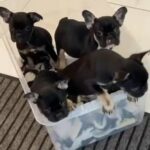 Frenchie Pups in Basildon