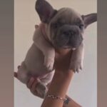 Big rope Indigo! blue fawn princess! french bulldog! in Cardiff