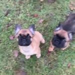 Visual Fluffy Frenchie in London