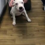 Free Puppy’s Looking For Good Home Only in Chelmsford