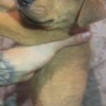 (Reduced )Puppies For Sale in London