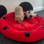 Very tiny Petite Pomchis in Coventry
