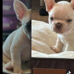 French Bulldog Puppies Ready Now, Fully Health Tested Parents in Chester