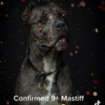 Confirmed Litter Of 9 in Staffordshire