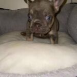 French Bulldog Fluffy Carrier?? in Cheshire East
