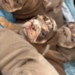 English Bulldog Pups in Telford and Wrekin