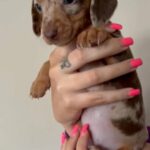 Mini Dashund in London