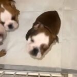Champion Breed English Bulldog Puppies in East Northamptonshire